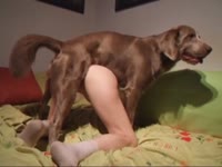 Brown dog enjoys fucking its mistress in the living room